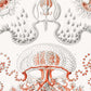 Anthomedusae by Ernst Haeckel Poster