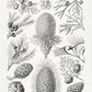 Coniferae–Bapfenbäume by Ernst Haeckel