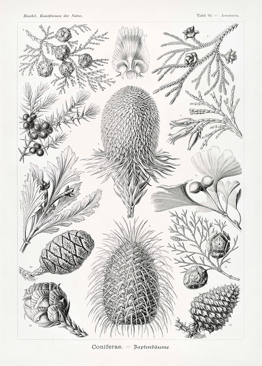 Coniferae–Bapfenbäume by Ernst Haeckel