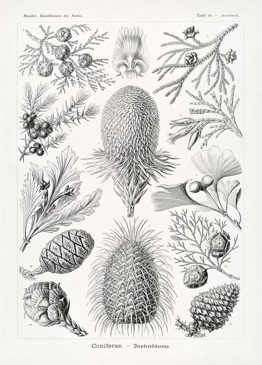 Coníferas y árboles de coníferas de Ernst Haeckel