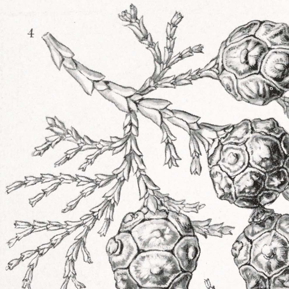 Coniferae–Bapfenbäume by Ernst Haeckel