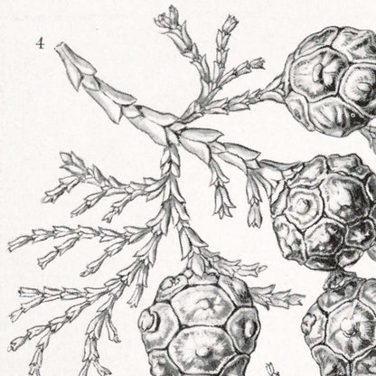 Coníferas y árboles de coníferas de Ernst Haeckel