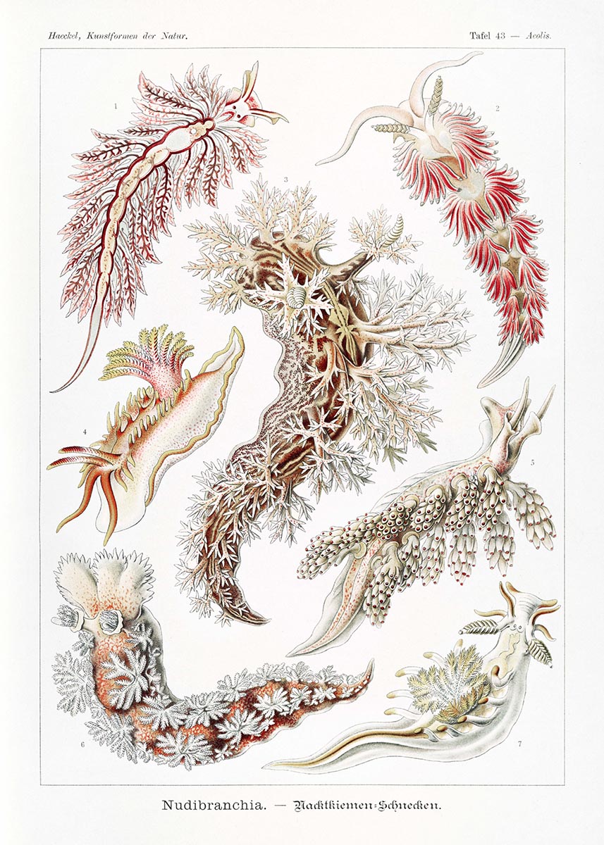 Nudibranchia by Ernst Haeckel