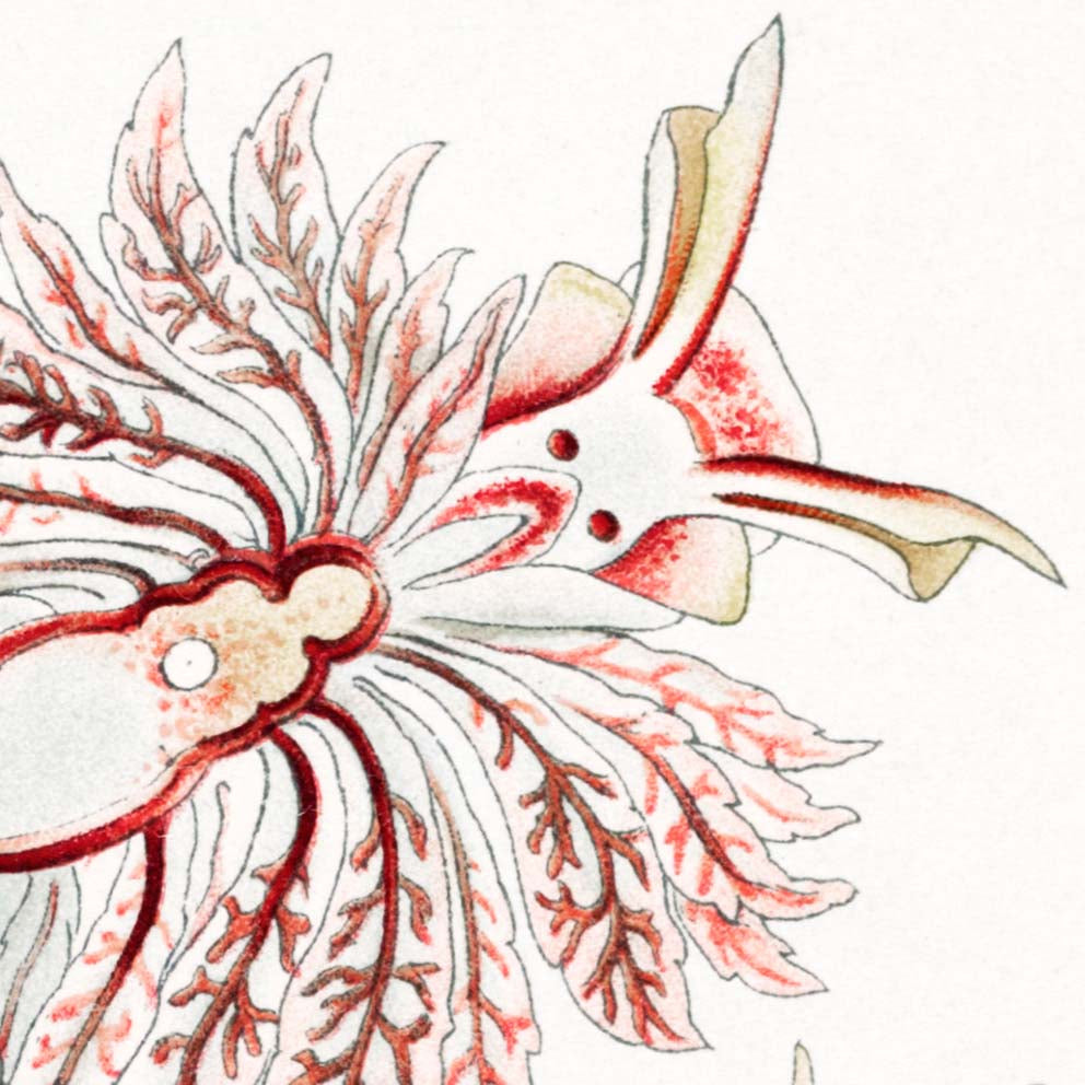 Nudibranchia by Ernst Haeckel