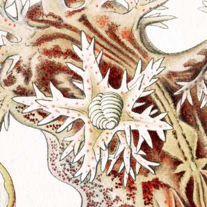 Nudibranquios de Ernst Haeckel