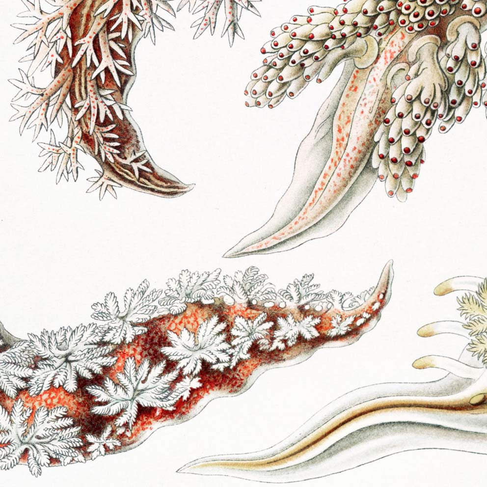 Nudibranchia by Ernst Haeckel