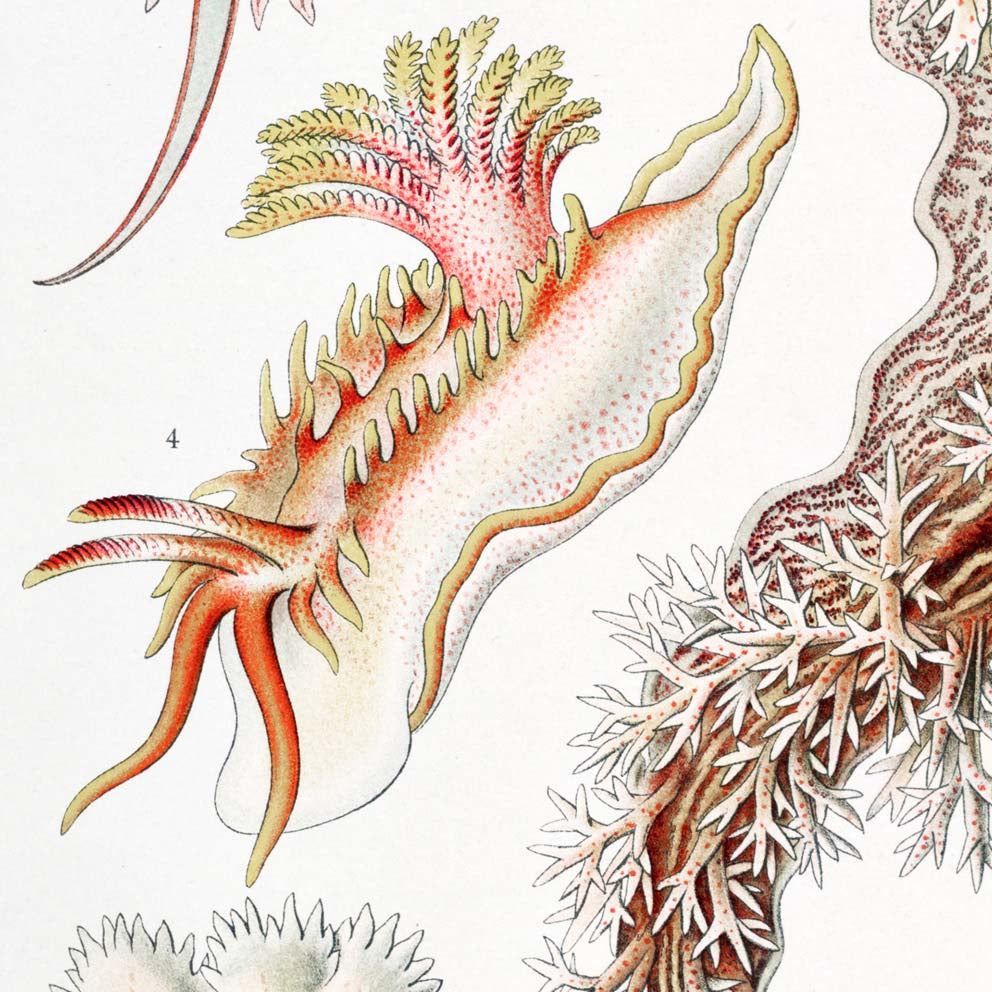 Nudibranchia by Ernst Haeckel