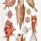 Ostraciontes by Ernst Haeckel Poster