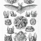 Bats (Chiroptera) by Ernst Haeckel