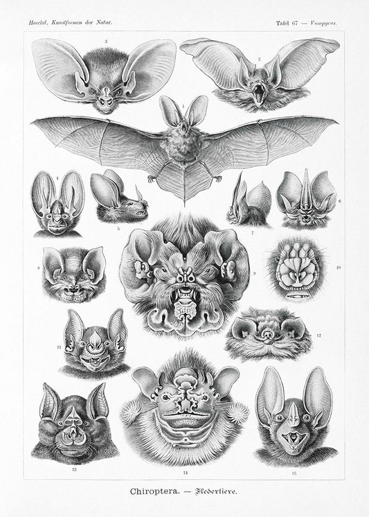 Murciélagos (quirópteros) de Ernst Haeckel 