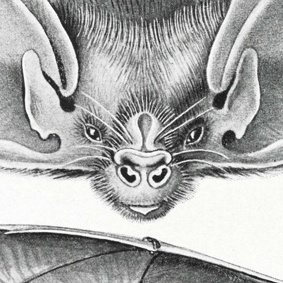 Bats (Chiroptera) by Ernst Haeckel