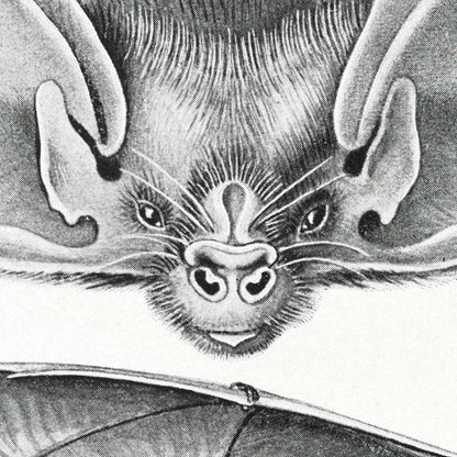 Murciélagos (quirópteros) de Ernst Haeckel 