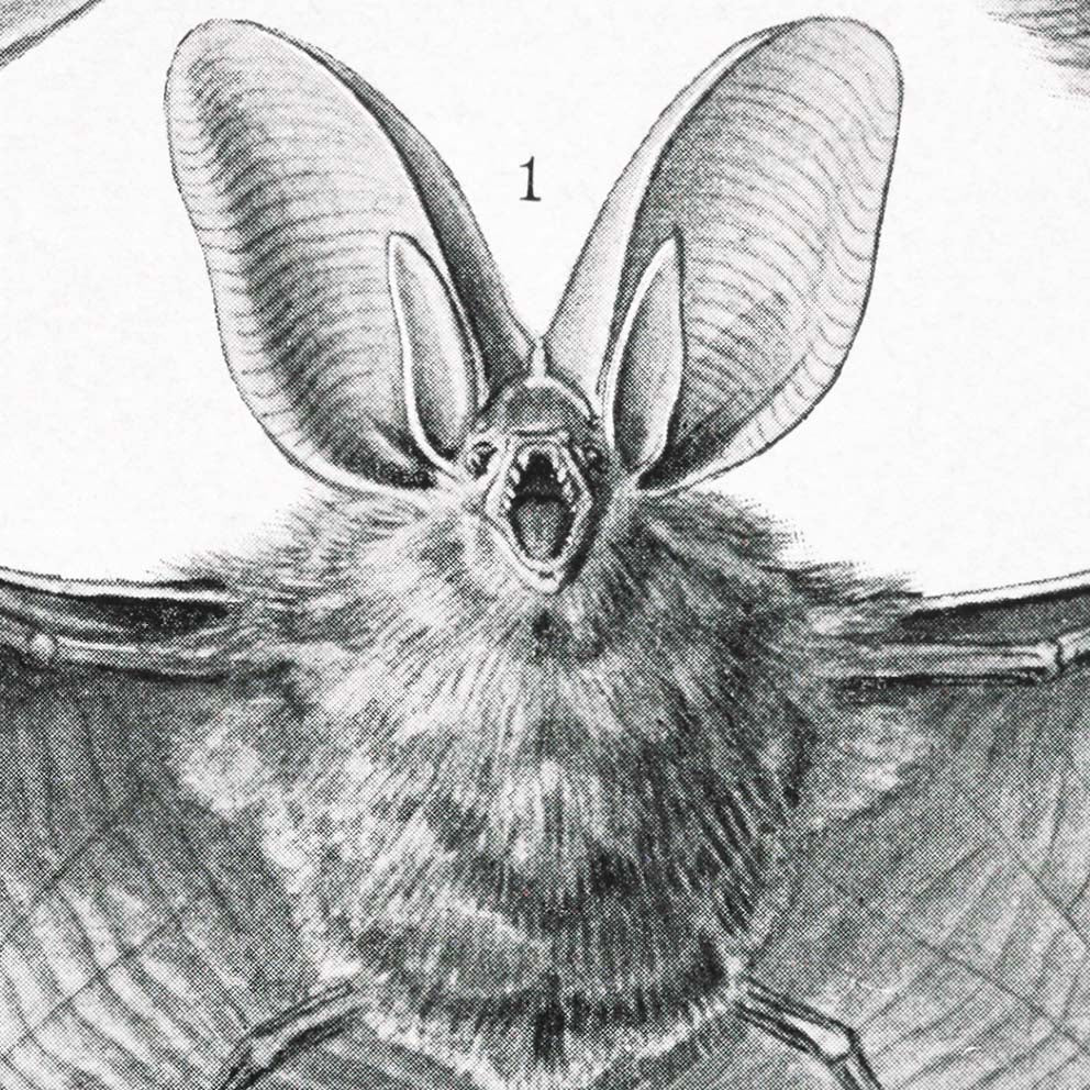 Bats (Chiroptera) by Ernst Haeckel