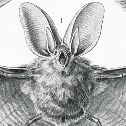 Murciélagos (quirópteros) de Ernst Haeckel 