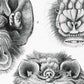 Bats (Chiroptera) by Ernst Haeckel