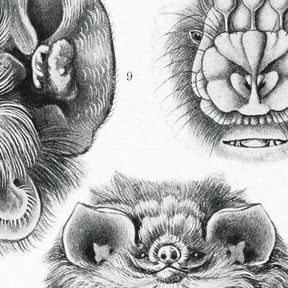 Murciélagos (quirópteros) de Ernst Haeckel 