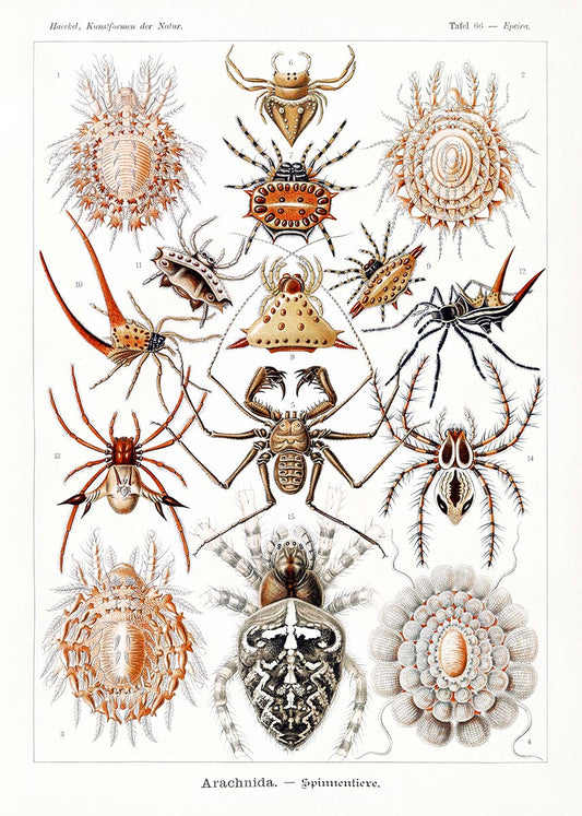 Los arácnidos de Ernst Haeckel