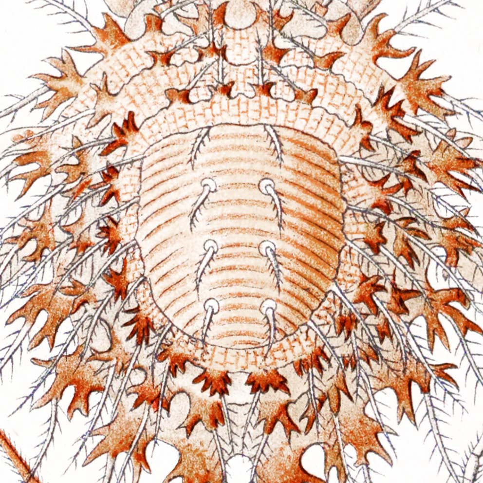 Arachnida by Ernst Haeckel