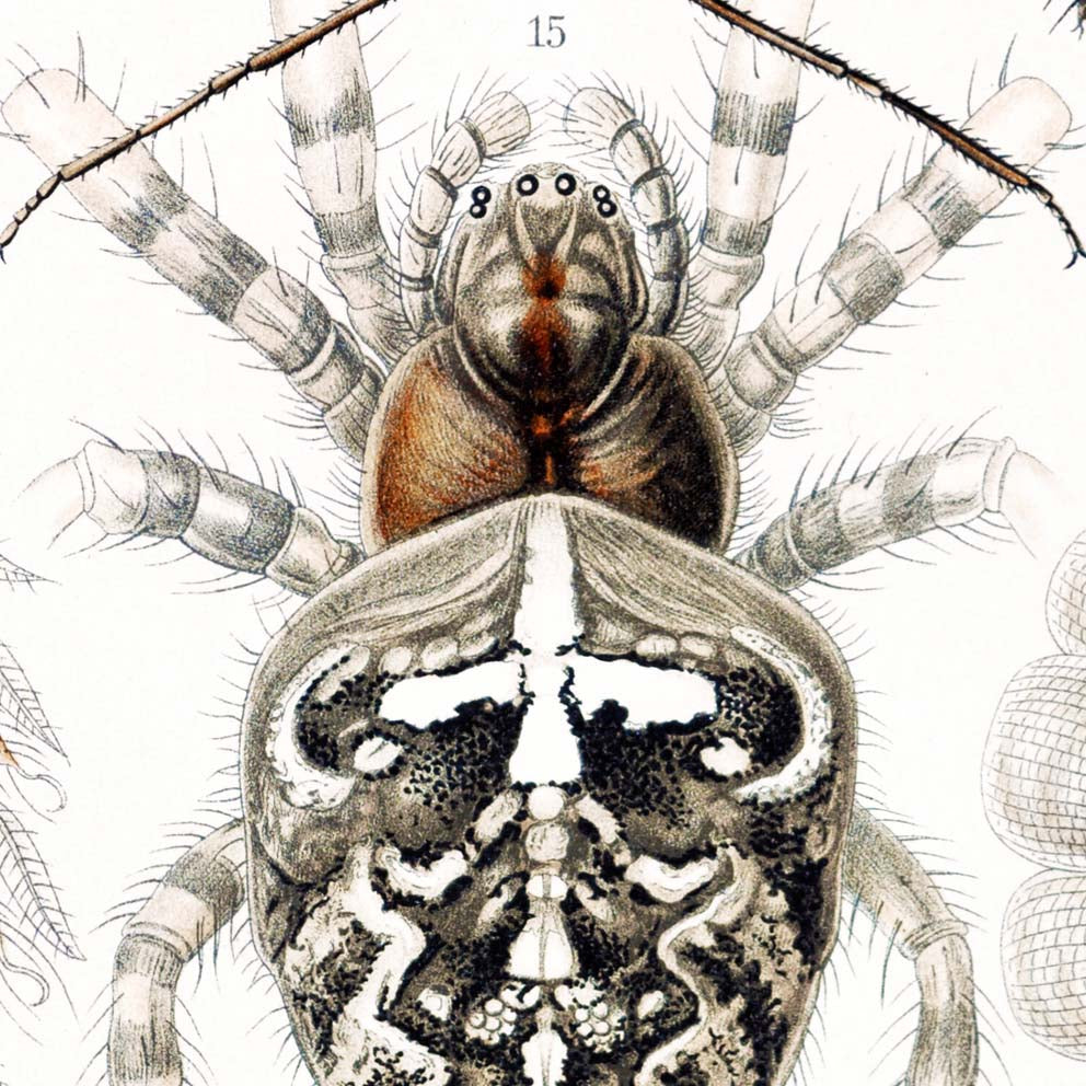 Arachnida by Ernst Haeckel