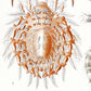 Arachnida by Ernst Haeckel