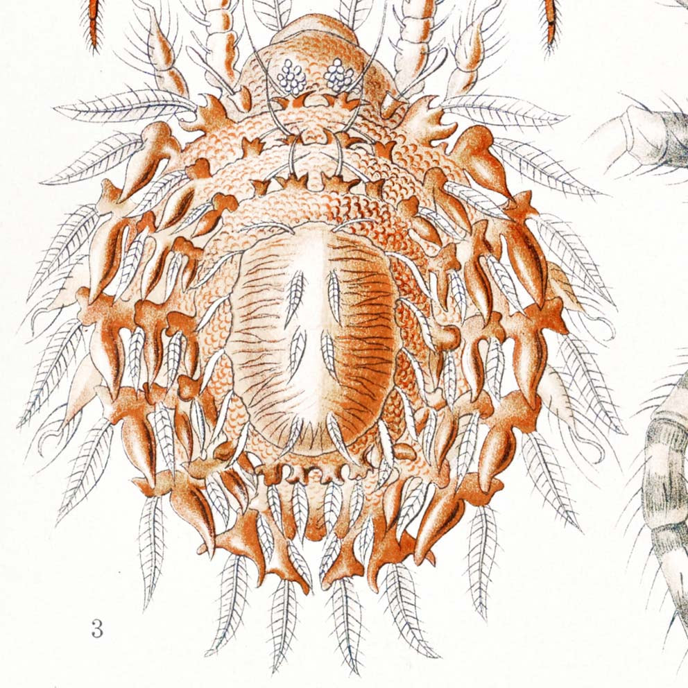 Arachnida by Ernst Haeckel