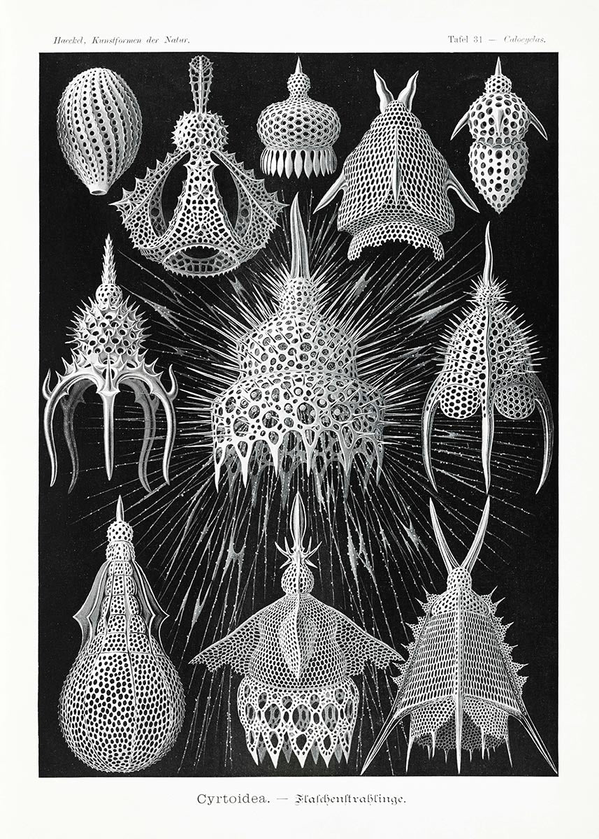 Cyrtoidea de Ernst Haeckel