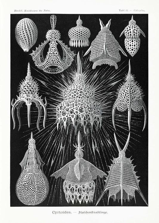 Cyrtoidea by Ernst Haeckel