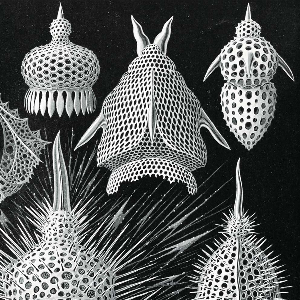 Cyrtoidea by Ernst Haeckel