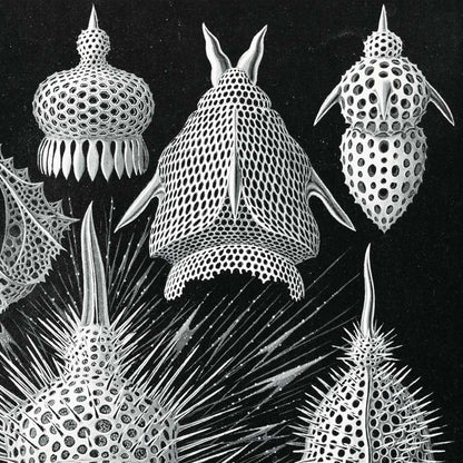 Cyrtoidea de Ernst Haeckel