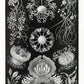 Ascomycetes by Ernst Haeckel