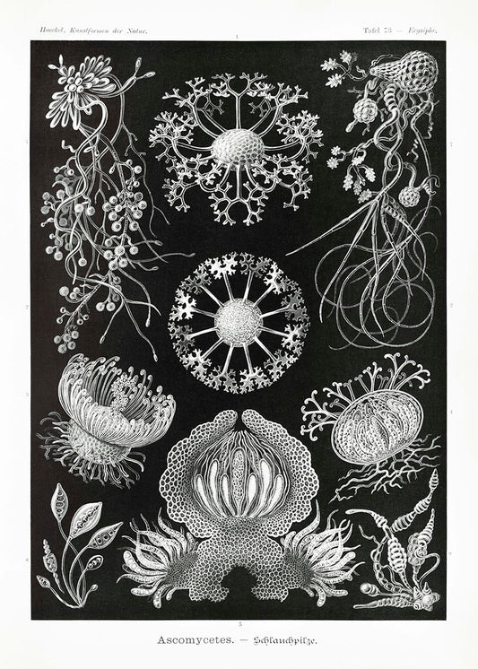 Ascomicetos de Ernst Haeckel