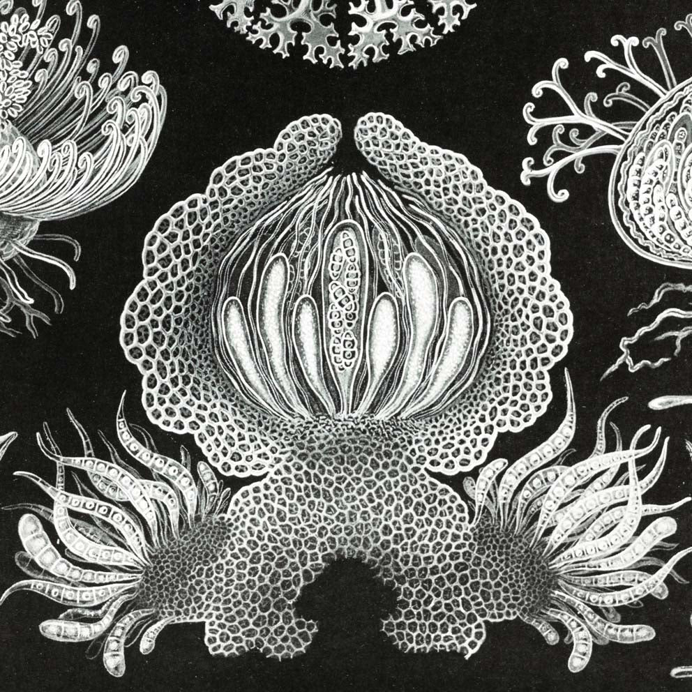 Ascomicetos de Ernst Haeckel