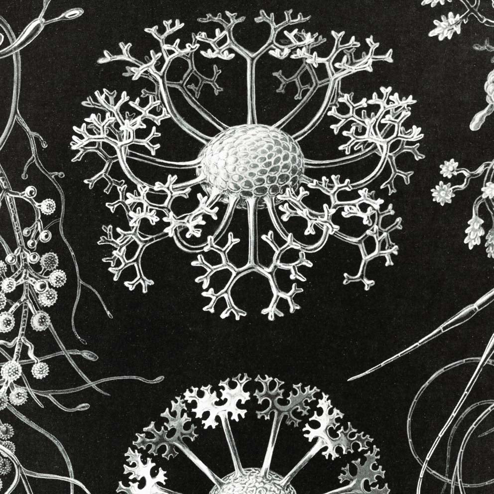 Ascomicetos de Ernst Haeckel