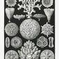 Hexacoralla II by Ernst Haeckel