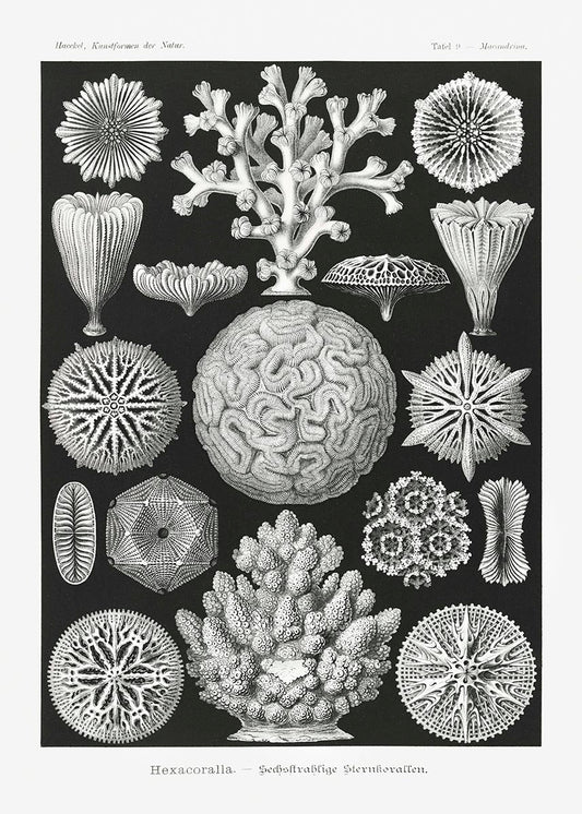 Hexacoralla II by Ernst Haeckel