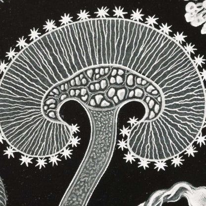 Mycetozoa–Pilztiere I de Ernst Haeckel.