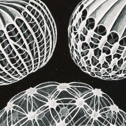 Mycetozoa–Pilztiere I de Ernst Haeckel.