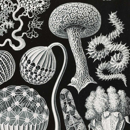 Mycetozoa–Pilztiere I de Ernst Haeckel.