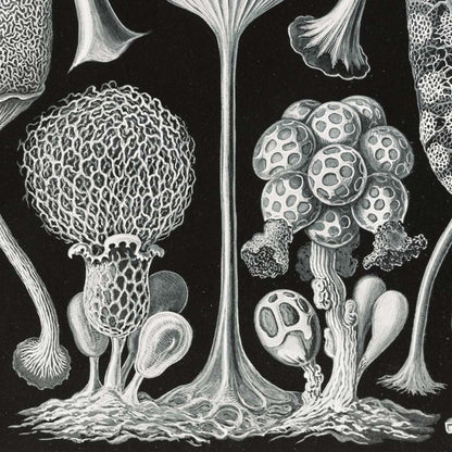 Mycetozoa–Pilztiere I de Ernst Haeckel.