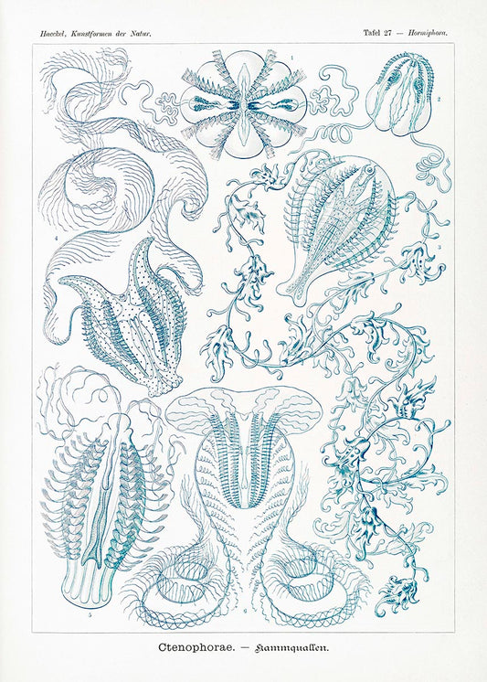 Ctenóforos de Ernst Haeckel