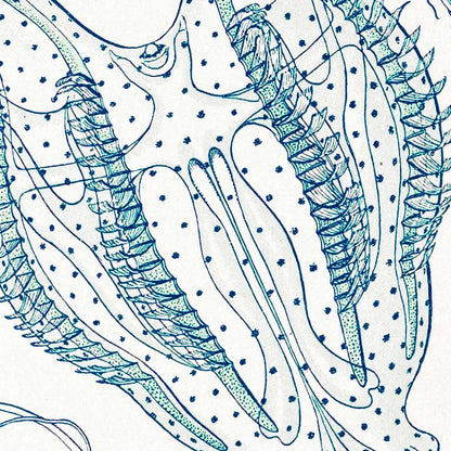 Ctenóforos de Ernst Haeckel