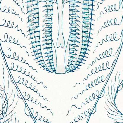 Ctenóforos de Ernst Haeckel