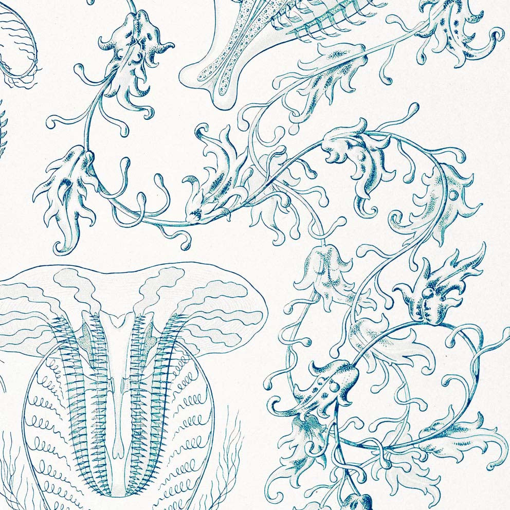 Ctenophorae by Ernst Haeckel