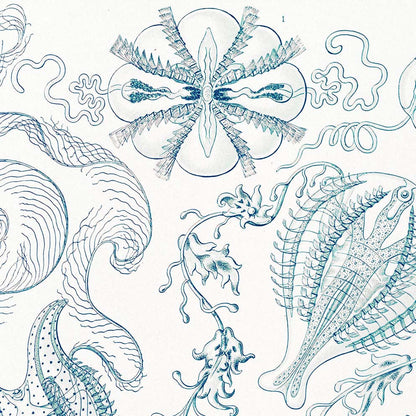 Ctenóforos de Ernst Haeckel