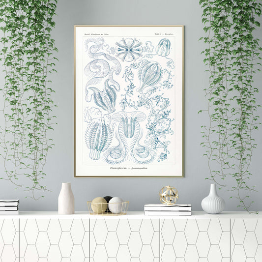 Ernst Haeckel Wall Art - Ctenophorae by Ernst Haeckel Poster