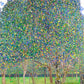 Pear Tree by Gustav Klimt