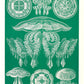 Discomedusae I - Green Jellyfish, by Ernst Haeckel