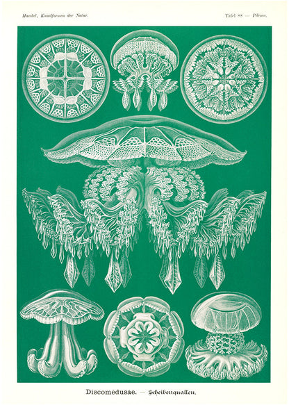 Discomedusae I - Medusa verde, de Ernst Haeckel