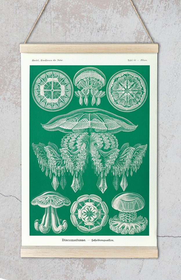 Discomedusae I - Green Jellyfish, by Ernst Haeckel