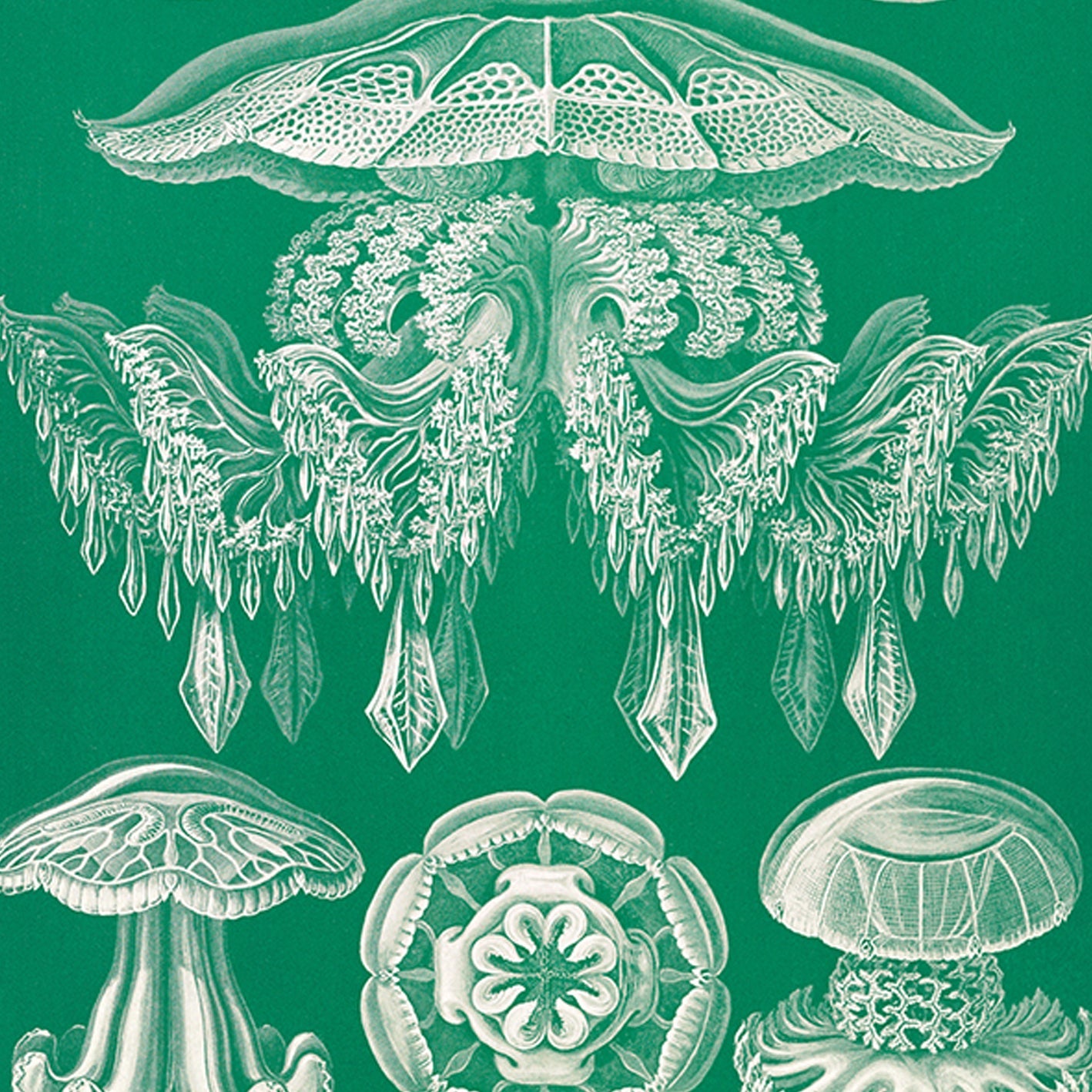 Discomedusae I - Green Jellyfish, by Ernst Haeckel